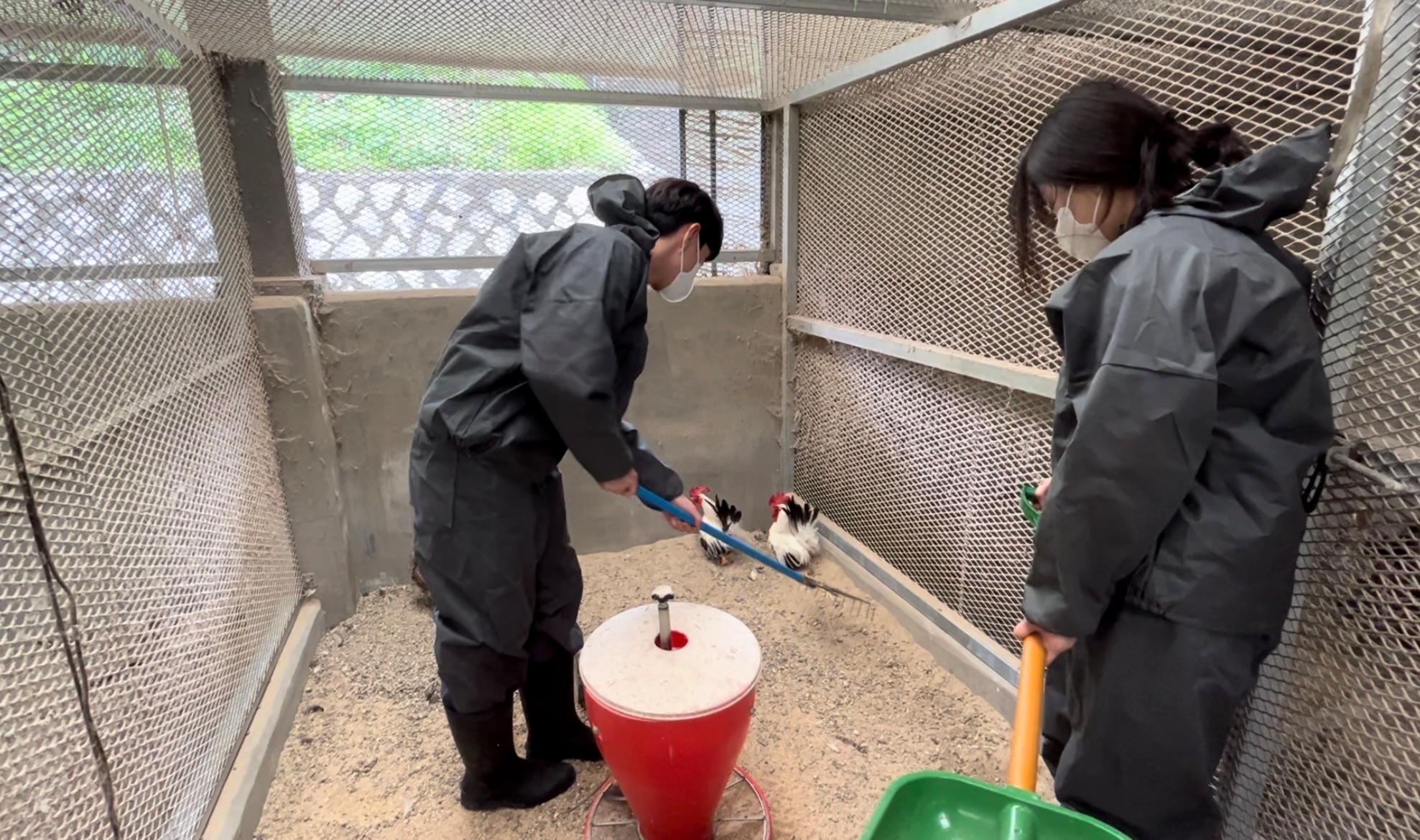 [3학년 NCS가금사육] 병아리 부화하기